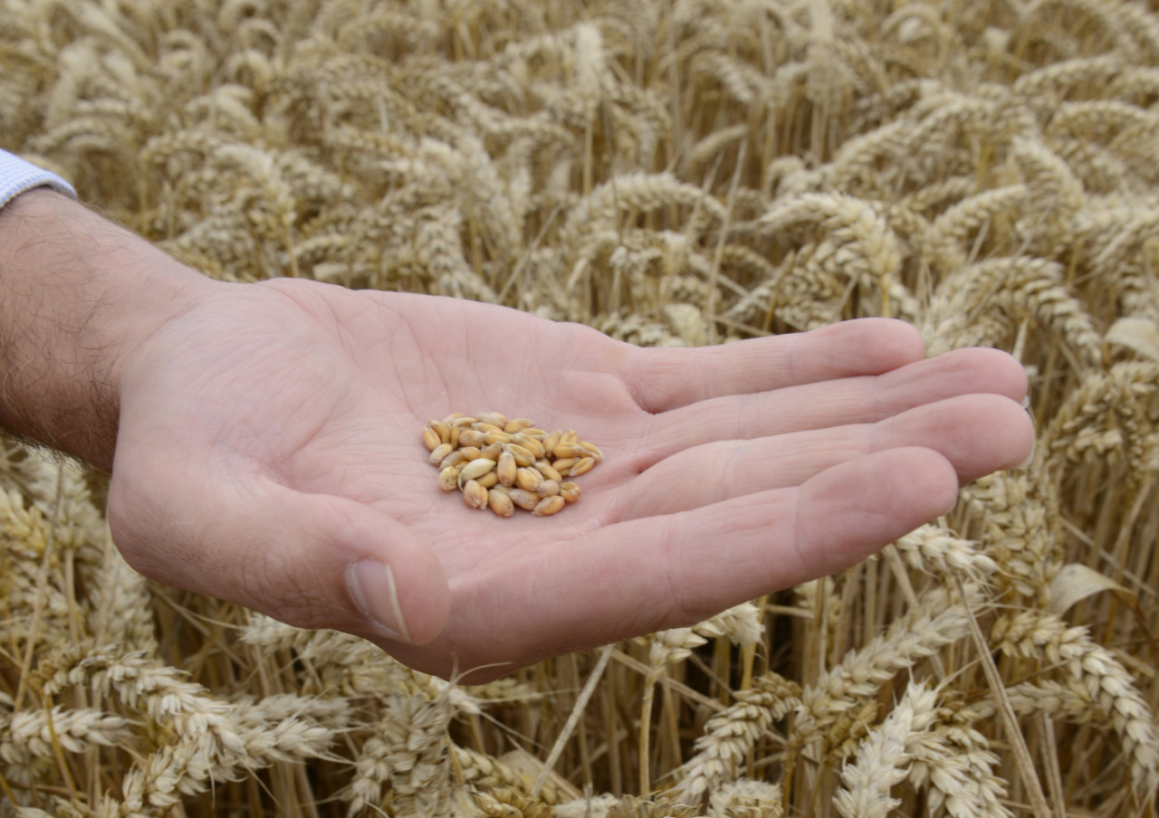 Wheat-grain