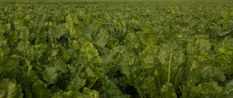 Learnings from sugar beet fungicide and biostimulant trials