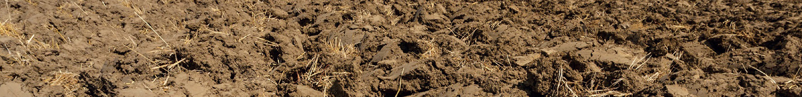 seedbed narrow