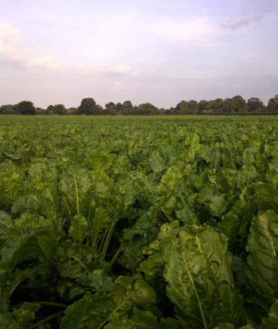 Sugar beet