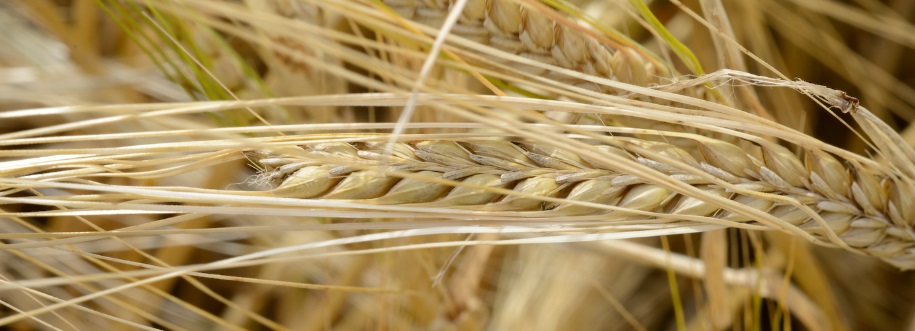 barley web