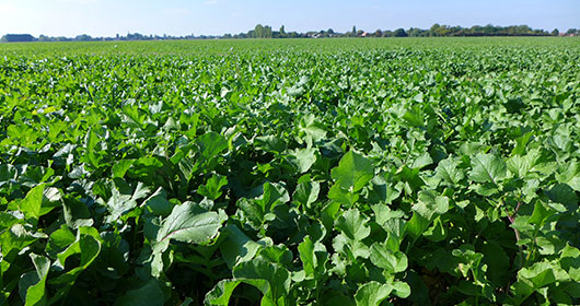 Crop-Production-Crop-Protection Crop-Production-Crop-Protection