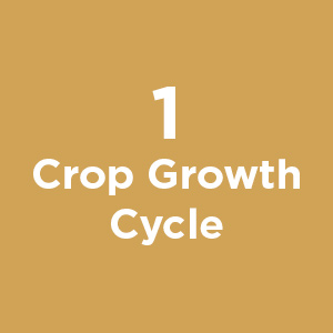 Crop Growth Cycle