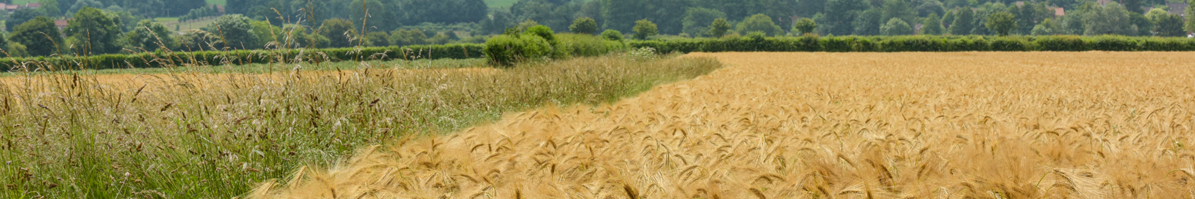 farming landscape SCP