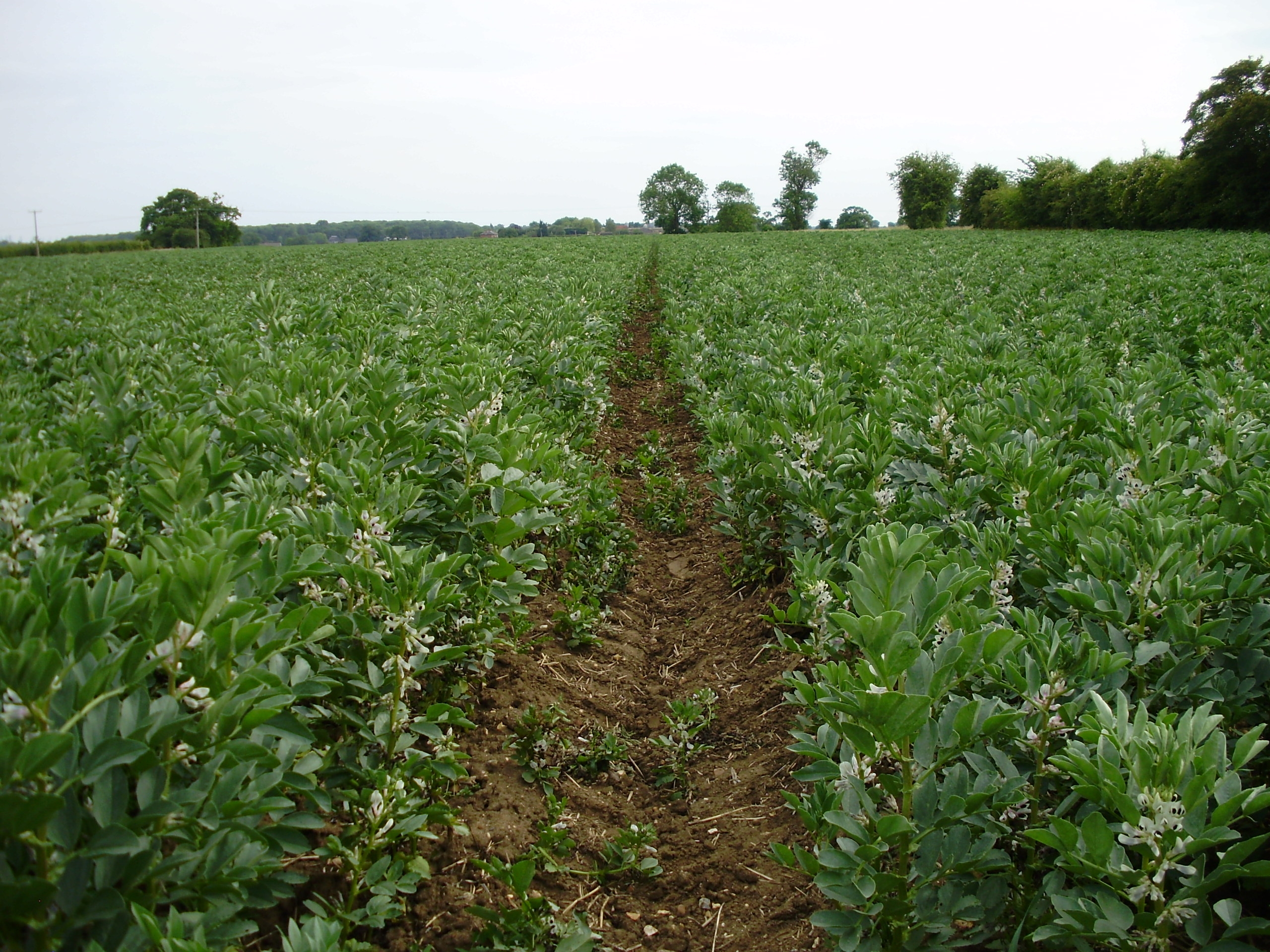 Pulse crops what should you do now? Frontier Blog Frontier