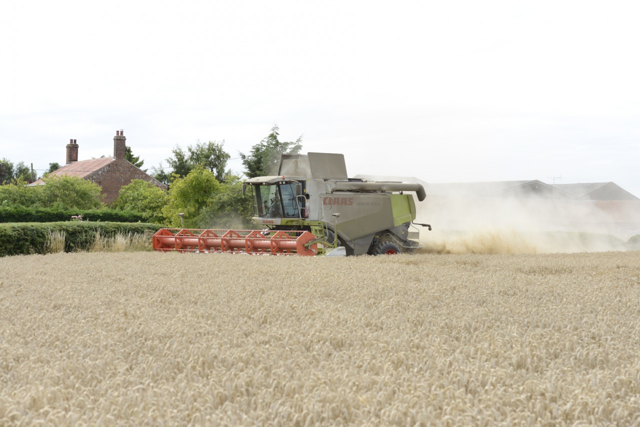 Trial new wheat varieties before making commitment ...