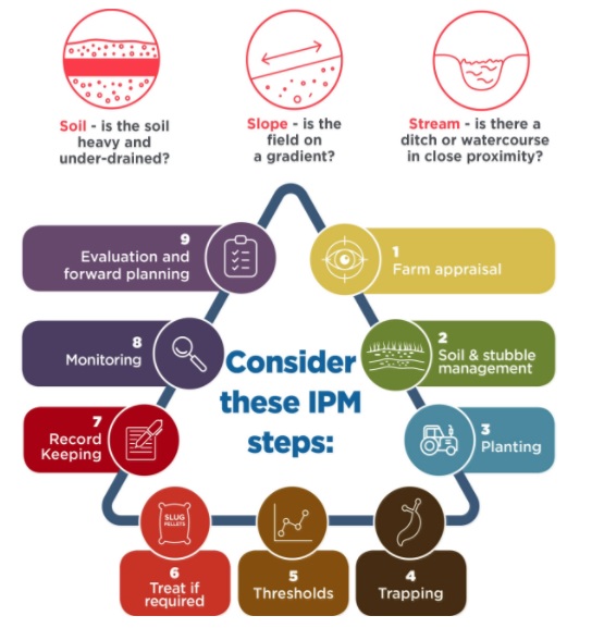 The IPM Steps