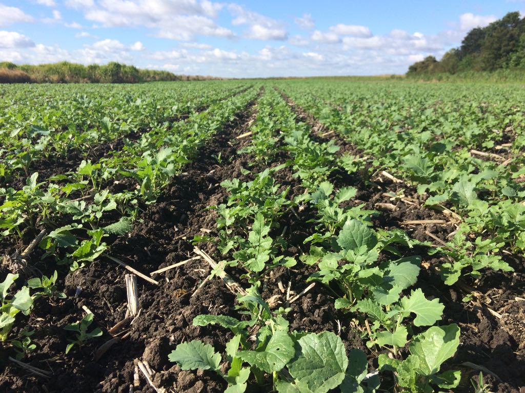 Catch crops don’t get caught out Frontier Blog Frontier Agriculture