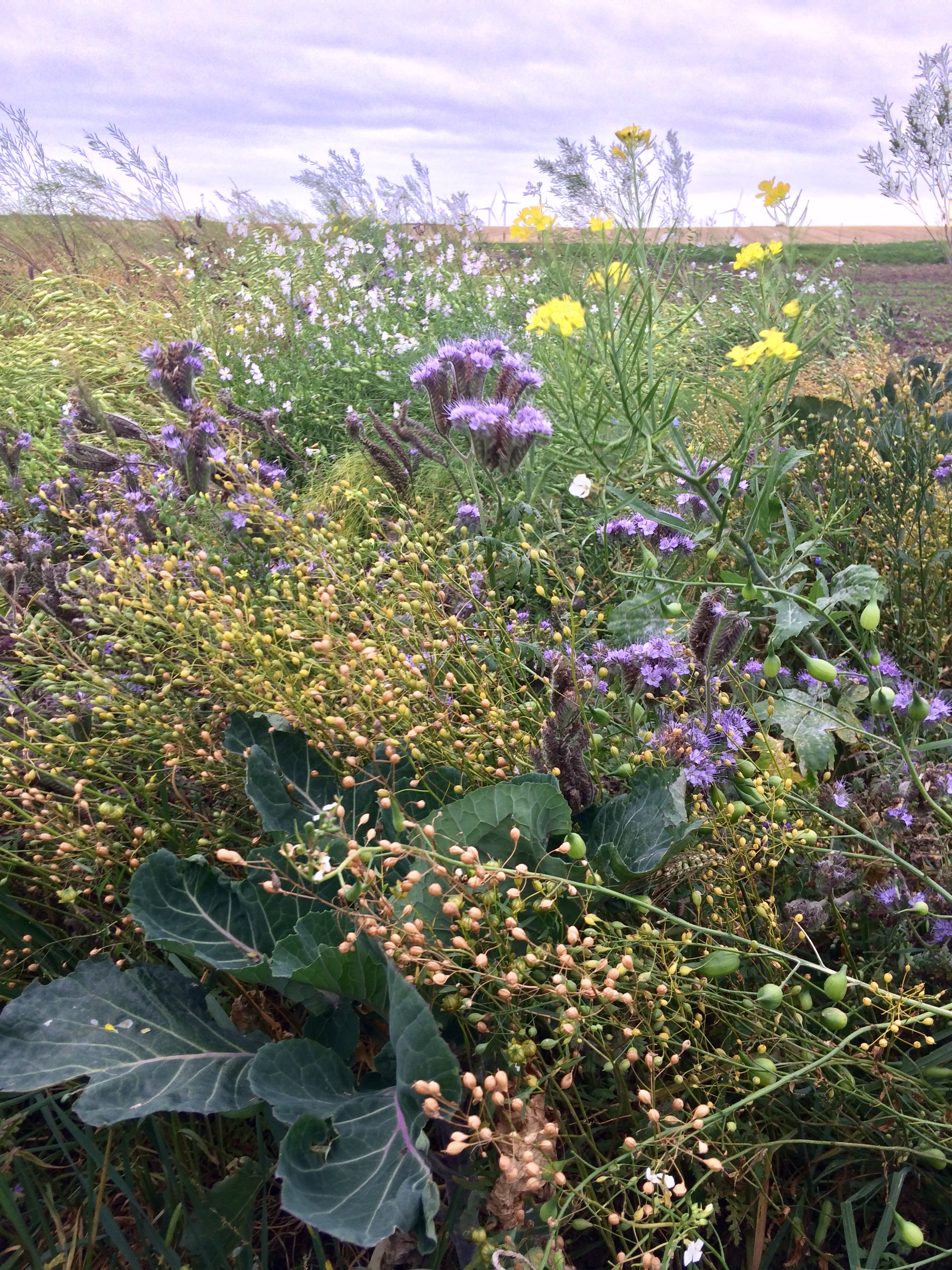 Farmer Cluster Conference 2018 - Frontier Blog - Frontier Agriculture