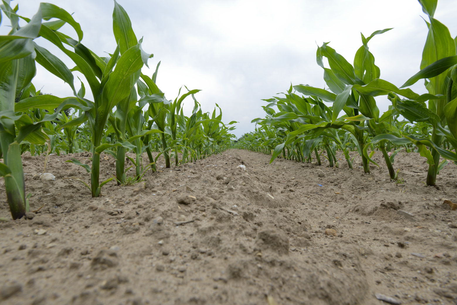 Foliar feed timings seen to increase maize yields Frontier Blog