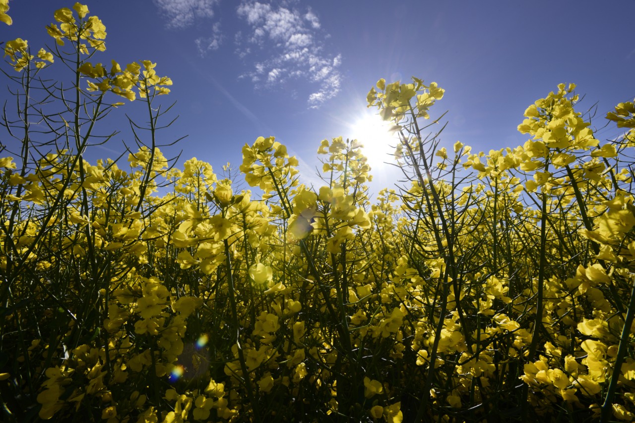 Frontier-Ingham-Sprayers-and-crops-may-2015-0271