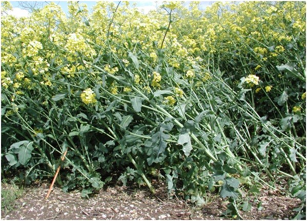 Managing Lodging Risk In Cereals This Spring Frontier Blog - 