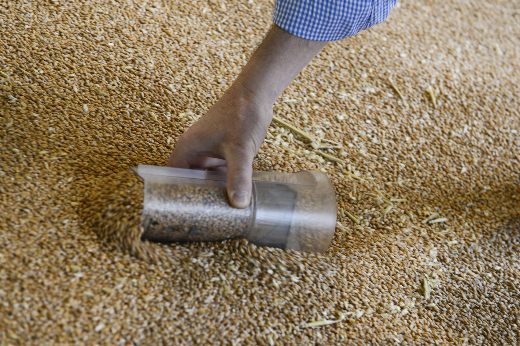 Self sampling at harvest will help you market grain in the year ahead