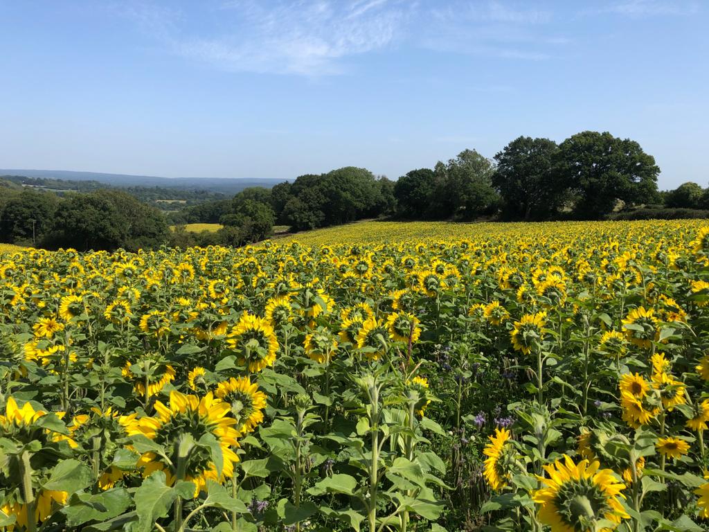 Getting the best from your summersown cover crops Frontier Blog Frontier Agriculture