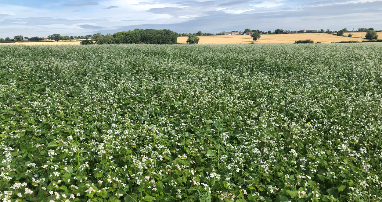 Getting the best from your summersown cover crops Frontier Blog
