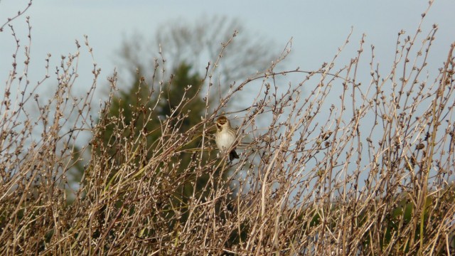 The Big Farmland Bird Count - Frontier Blog - Frontier Agriculture