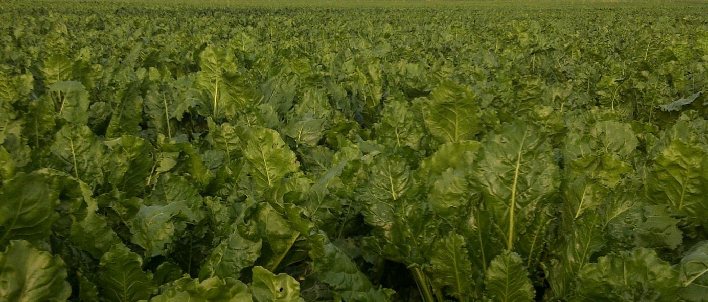 Optimising beet yield if delaying lifting to increase sugars Frontier