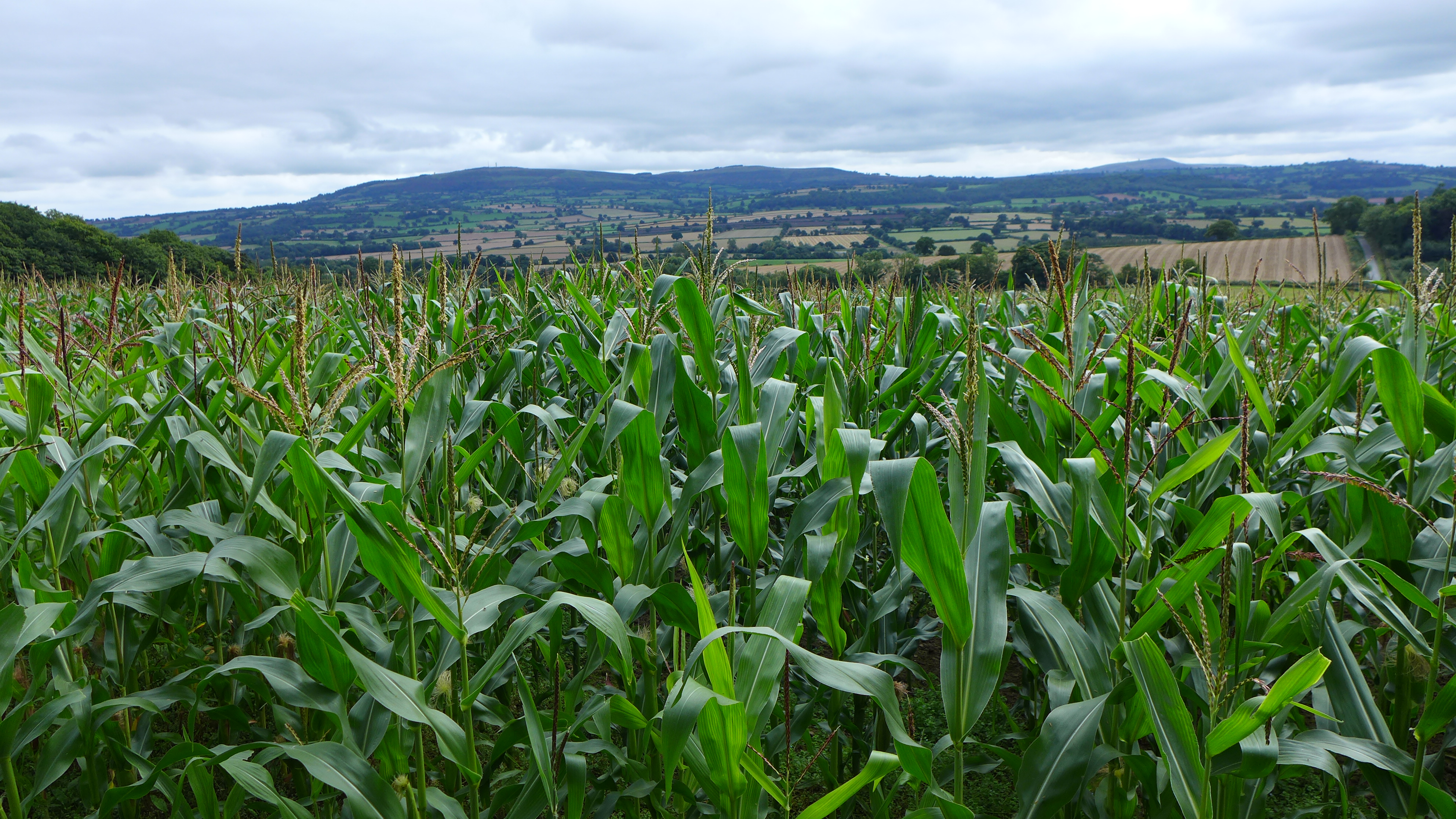 Maize: Season review and post-harvest soil management with cover