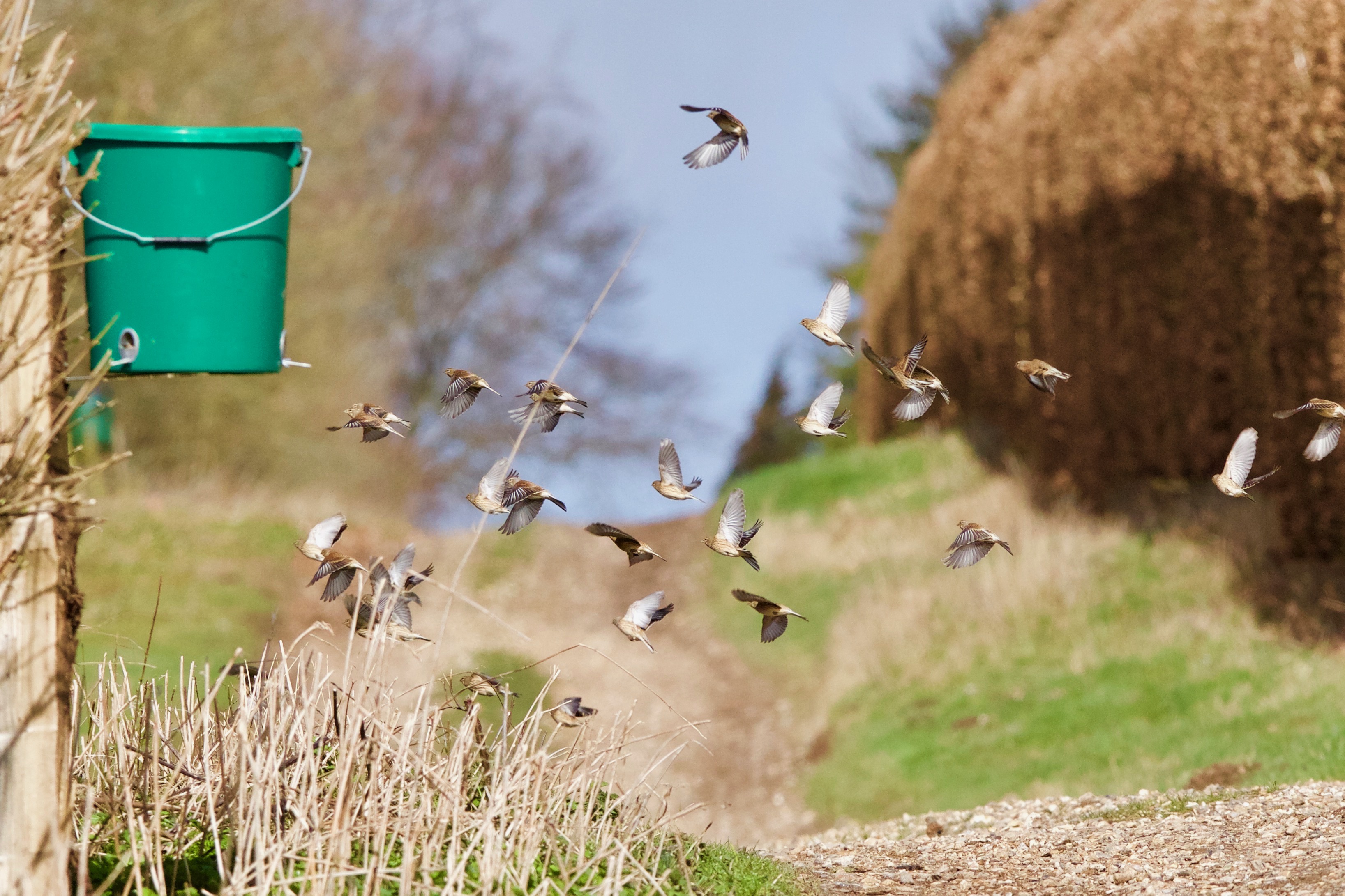 Supporting farmland birds this winter with supplementary feeding