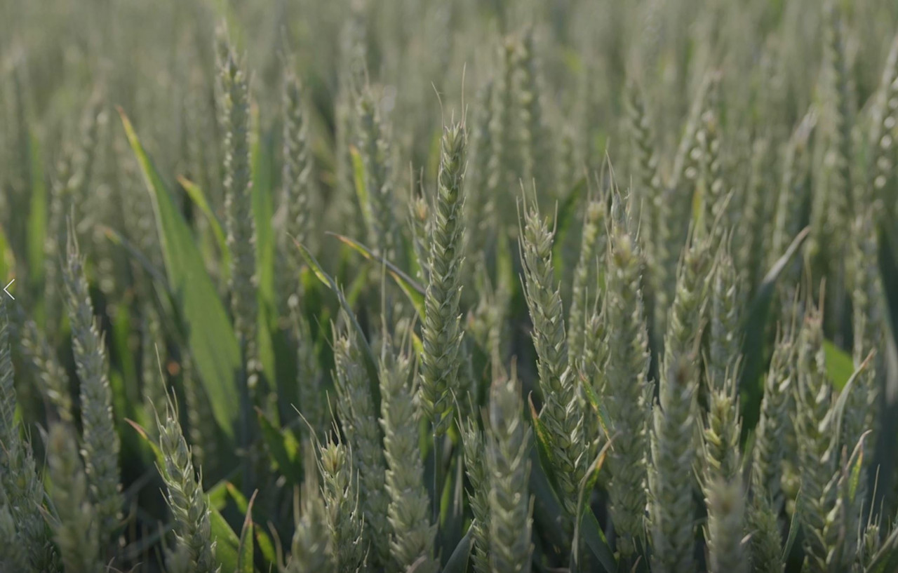 Wheat-Bleasby-July-2020