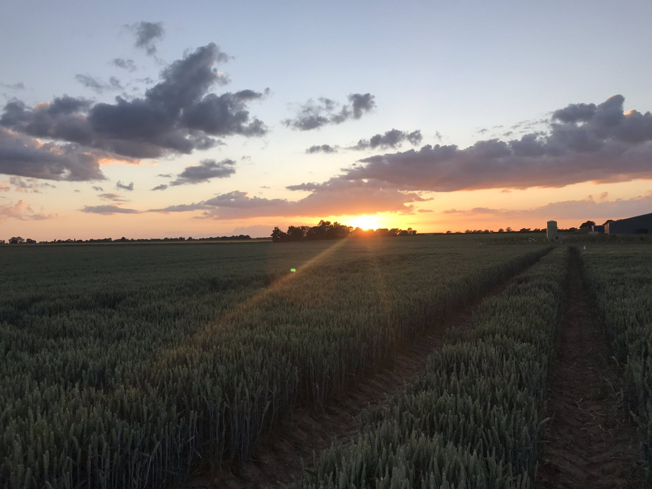Wheat-trials-sunset