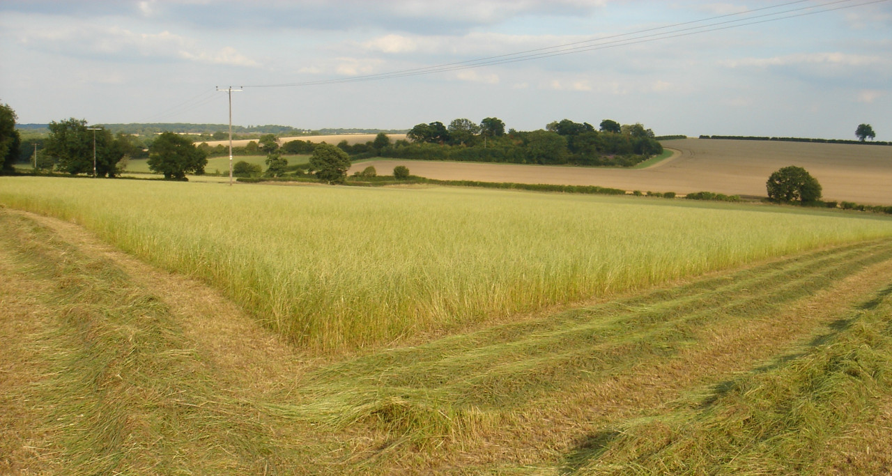 grassland