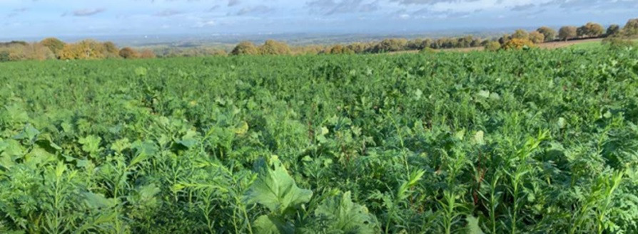 Winter-Cover-Crops