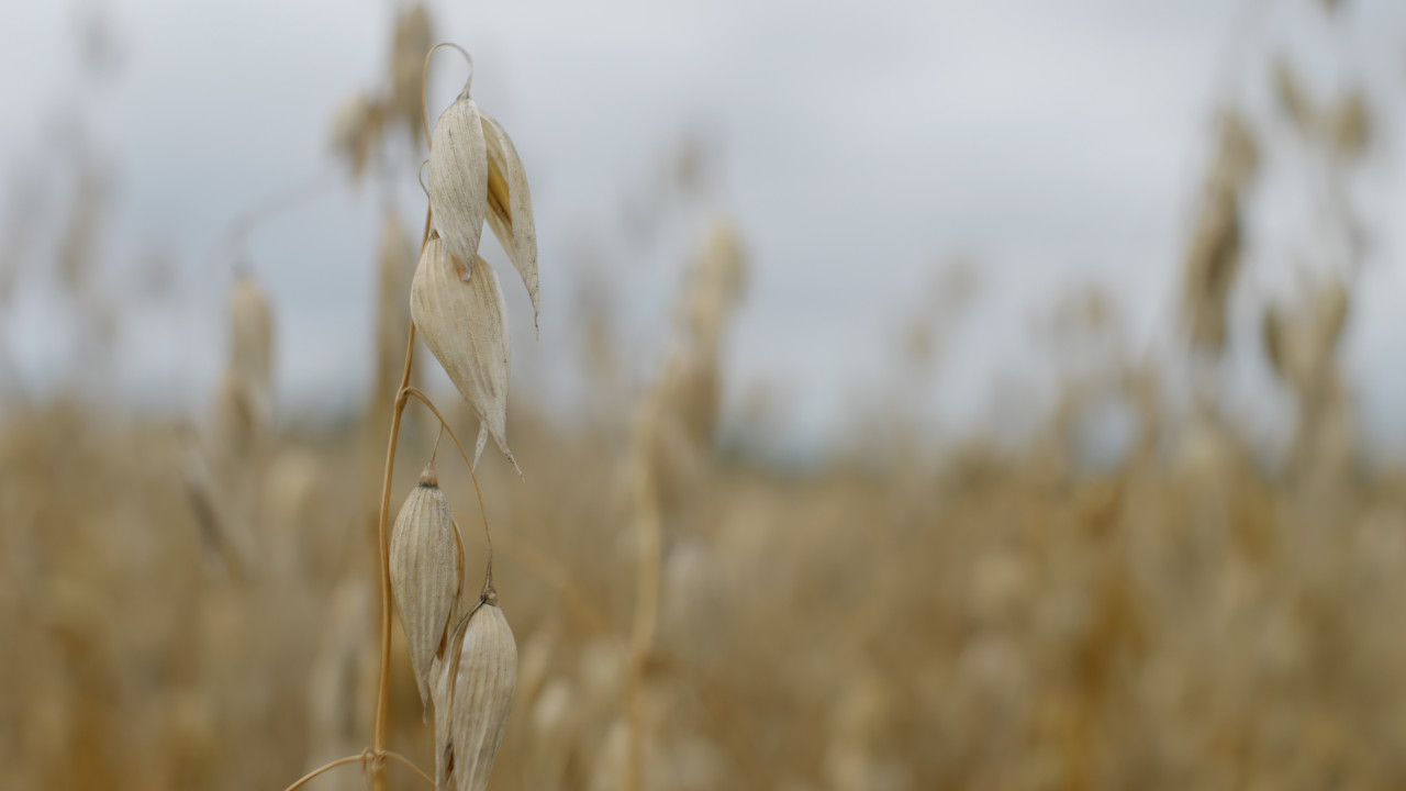 Oats---oat-field---July-2023-002---Kettering