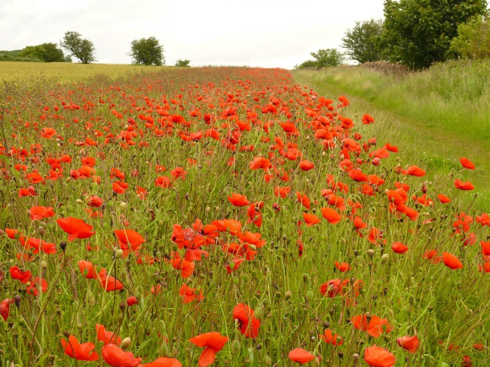 Clumps-July-2012-2