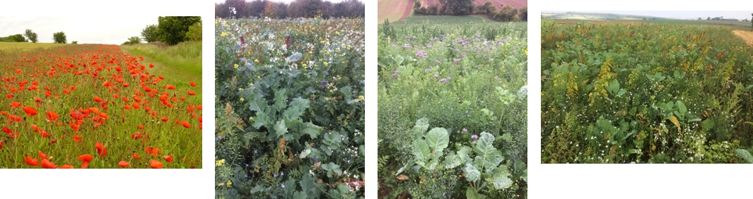 Cover Crops