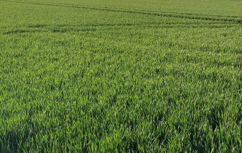 Wheat-2021