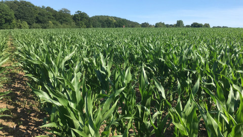 Crop nutrition considerations for maize
