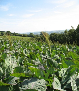 coleor kale and triticale311