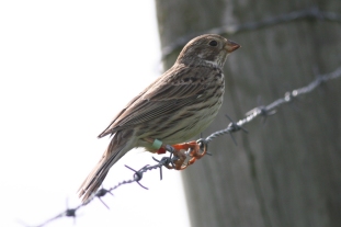 corn bunting on marlborough downs311