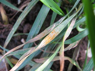 hw035 yellow rust in oakley 13.1.12 315x236