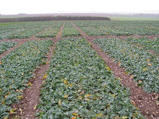 hw115 general view of plots with leaves dying back in canopy 1.1.12 315x236