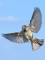 sparrow cooper180 tcm9-111764
