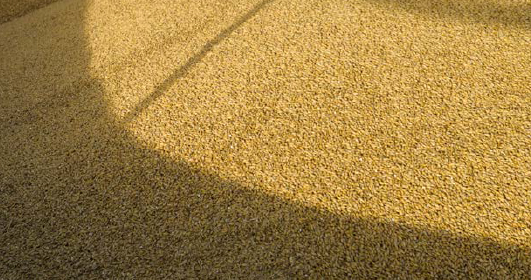 Grain-Marketing-Risk-Management