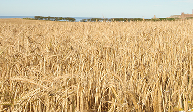 barley pool