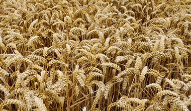 wheat pool