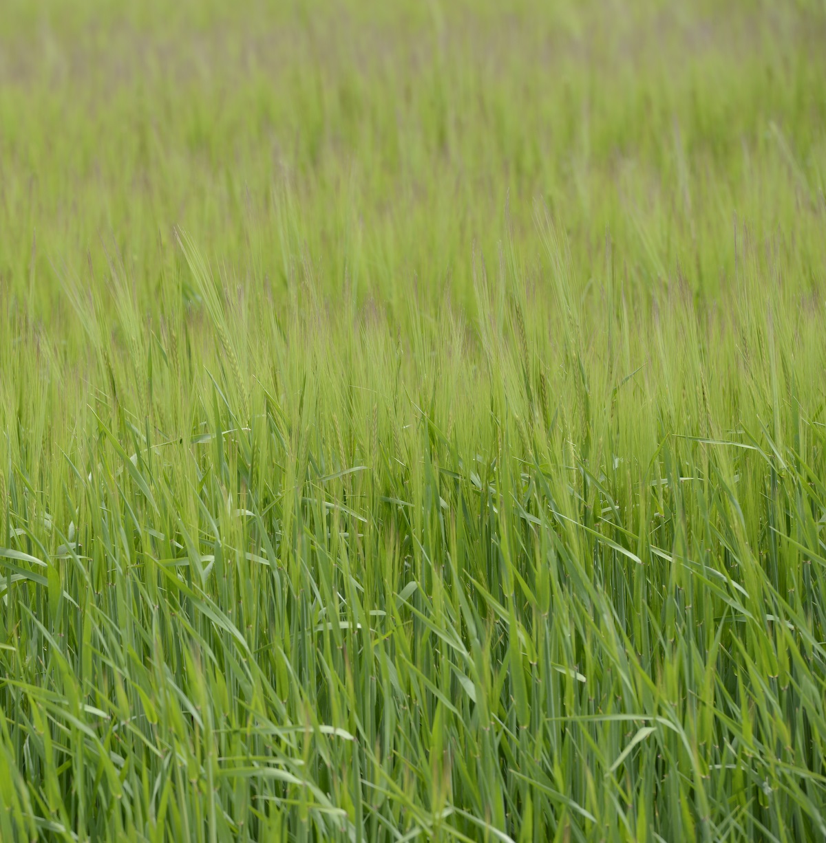 winter barley 1